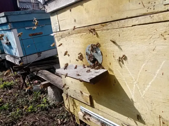 Пчелы и улья Kursk