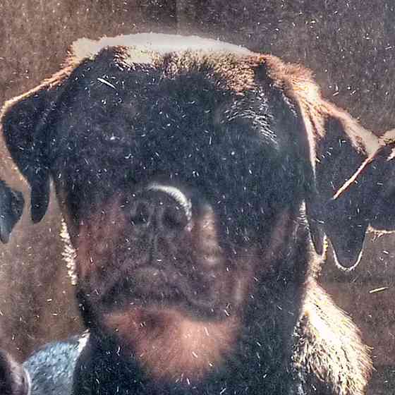 Подрощенный щенок ротвейлера Chelyabinsk