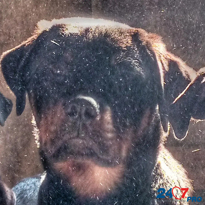 Подрощенный щенок ротвейлера Челябинск - изображение 1