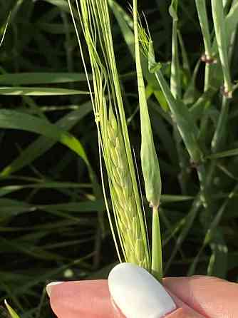 Семена ярового ячменя Zernograd