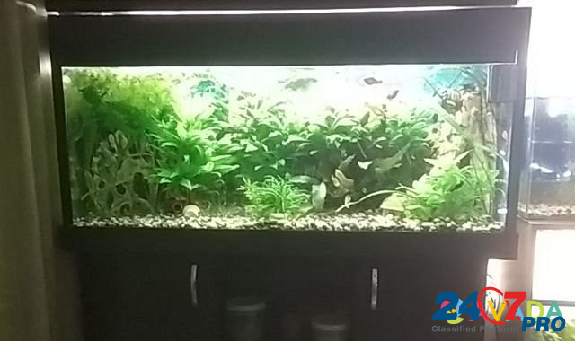 Aquariums. Fish Tula - photo 1
