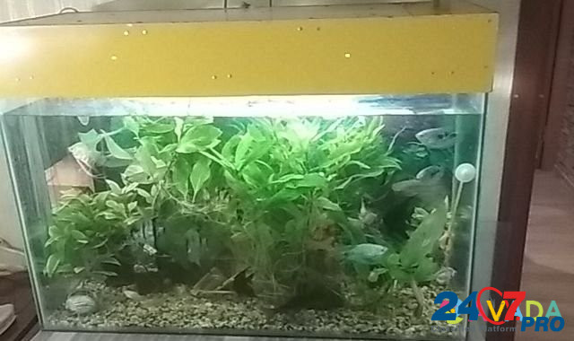 Aquariums. Fish Tula - photo 3