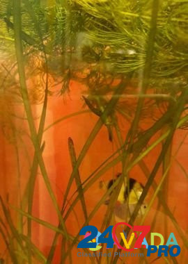 Аквариумное растение валиснерия, роголистник, элод Tyumen' - photo 2