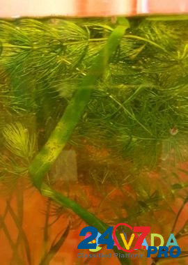 Аквариумное растение валиснерия, роголистник, элод Tyumen' - photo 1