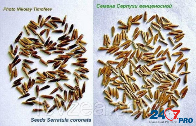 Высококачественные Семена левзеи и серпухи Arkhangel'sk - photo 2